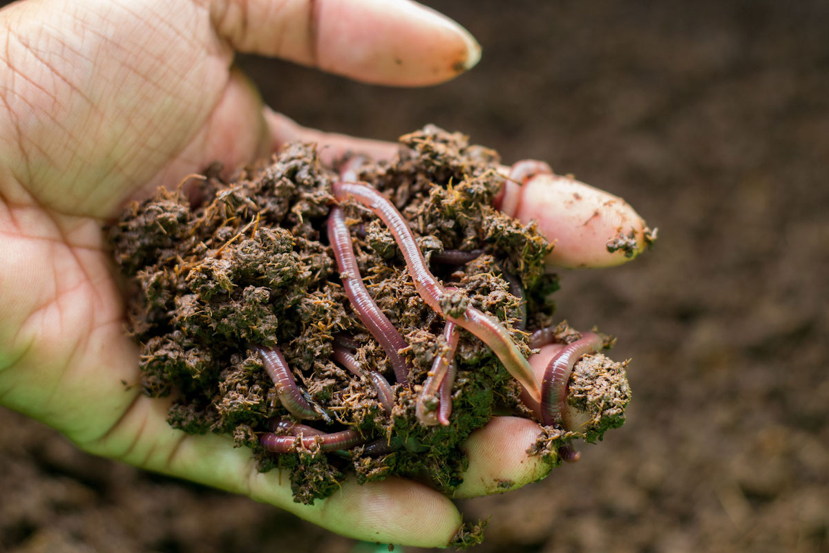 Urban Edge earth worm Urban Edge earth worm