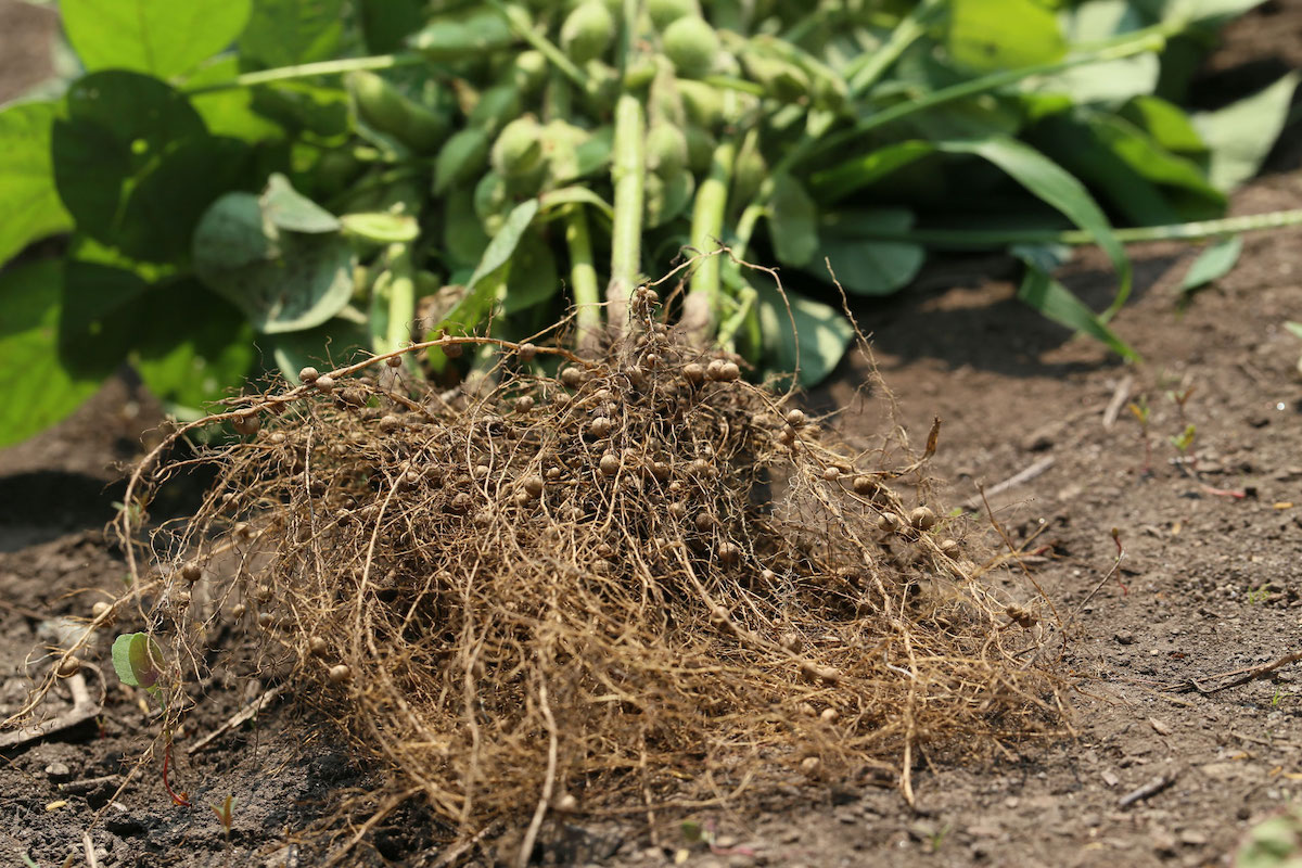 Urban Edge Nitrogen Nodules Legume Urban Edge Nitrogen Nodules Legume