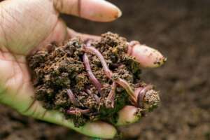 HandfulSoilEarthworm Hand holding earthworms