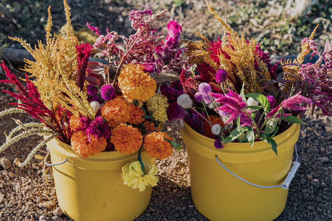 UrbanEdge-Flowers UPick flowers collected