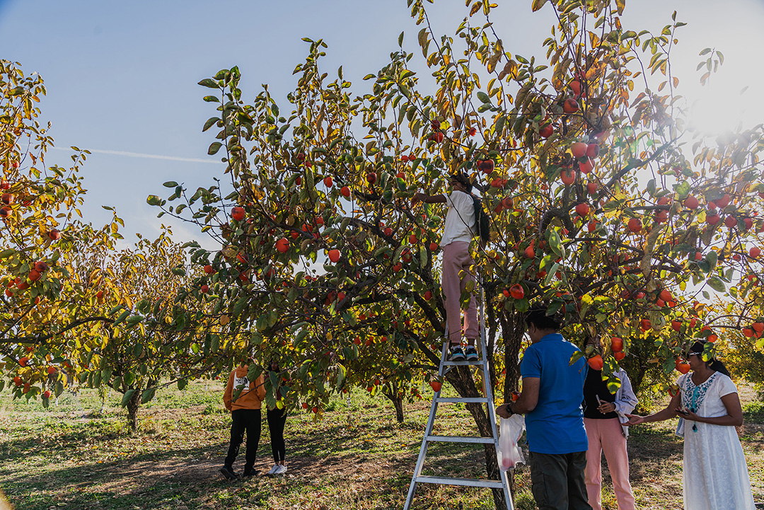UrbanEdge-UPick People U-Picking fruit from a tree